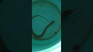 Snake #kobra #viral #viralvideo #reels #anakonda #pamulu #phython #snakes #trendingshorts #trending