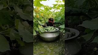 শসা চাষে A পেটারনের মাচা ভালো # Bangladesh agro LTD # Shorts