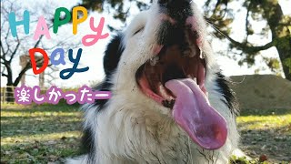 【サッカーが上手な犬】ボール遊び大好きボーダーコリー