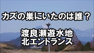 カズの巣にいたのは誰？　渡良瀬遊水地 北エントランス