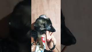 മാർത്തയുടെ ചെറിയ പ്രായത്തിൽ #germanshepherd #gsd #gsdpuppy #youtube #shorts #malayalam #shorts