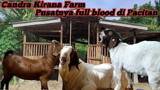 GUDANGNYA FULL BLOOD KAMBING BOER DI PACITAN @alekbudisantoso9048