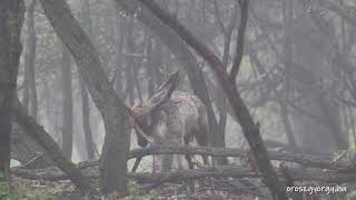 Dámszarvas barcogás az októberi ködben - Fallow deer groaning in the October fog