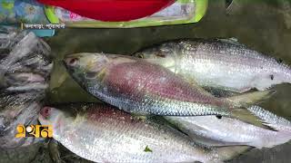 দুইশ' টাকা পর্যন্ত কমেছে ইলিশের দর | Kolapara Fish Market | Kuakata | Ekhon TV