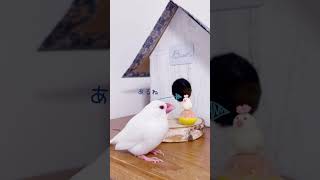 文鳥鈴カステラを初めて見た白文鳥　　　#javasparrow