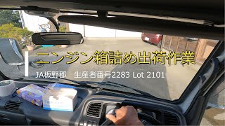 【にんじん】箱詰め出荷作業⑩【Lot2101】