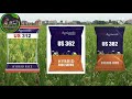 us312 us362 us382 धान।।us agriseeds chhotakisaan