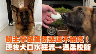 飼主拿雞蛋誘惑還不給吃！　德牧犬口水狂流→溫柔開吃｜寵物動物｜狗｜