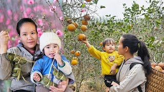 Single Mother's Tet: Harvesting and Worrying About Tet for Her Children!