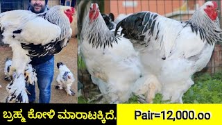 Brahma chicken for sale # ಬ್ರಹ್ಮ ಕೋಳಿಗಳು ಮಾರಾಟಕ್ಕಿದೆ..