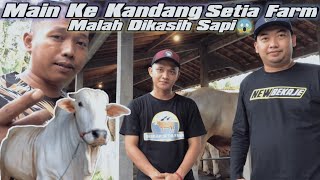 KOLOR IJO DIMARKAS KANDANG SAPI SETIA FARM #newbekaje #setiafarm #salamsatuhobi