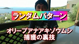 オリーブアナアキゾウムシ成虫捕獲の裏技／ランダムパターンの効用／たまに人間がトリッキーな動きをしてみる