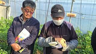 황금알농법 짭짤이 토마토 돈버는농사 비료량 엽면시비 설탕 맹물시비는 약보다좋다