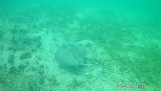 The Budget Cruiser - Antigua- Galleon Beach Snorkeling