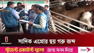 তথ্য গোপন করে ব্রাহমা জাতের গরুগুলো আমদানি করে সাদিক এগ্রো | Sadeeq Agro | Independent TV