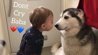 The Only Way To Stop My Baby Crying Is Bringing In The Huskies!