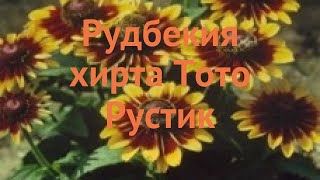 Рудбекия хирта Рустик 🌿 хирта рудбекия Рустик обзор: как сажать, семена рудбекии Рустик