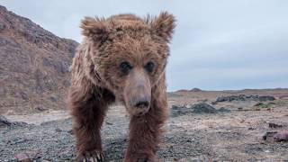 The Gobi Bear -  A Rare, Threatened Creature