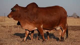 W14-0548 | Boran cow