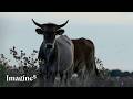 We have forgotten what nature used to look like | IMAGINE5
