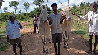 Glorious Hallikar ox pair of popular Breeder Papanna, Chikkanahatti, Hebbur, Tumkur District