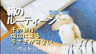 【うさぎの飼い方】朝のルーティン ～ケージの掃除を確認に来る可愛いうさぎのおもち～＃152 Morning routine