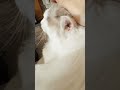 撸猫时间到！猫咪的呼噜声真的很治愈 撸猫 猫好き 猫のいる生活 猫好きさんと繋がりたい cat 呼噜声