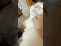 撸猫时间到！猫咪的呼噜声真的很治愈 撸猫 猫好き 猫のいる生活 猫好きさんと繋がりたい cat 呼噜声