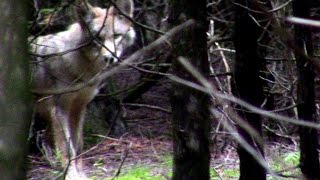 Encounter with Pack of Coywolves