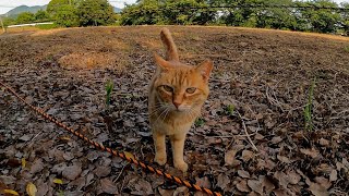 空地にいた茶トラ猫が撫でられに寄って来た