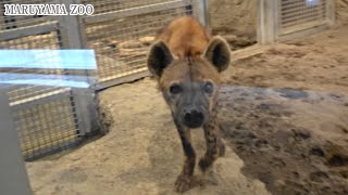 落ち着きのないブチハイエナのカミくん− 円山動物園2022