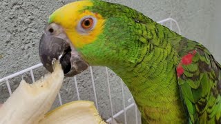 Aprenda incentivar seu papagaio comer frutas, Faça como faço com meu papagaio Lourenço.