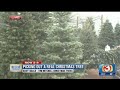 Garden Guy: How to buy and care for your Christmas trees