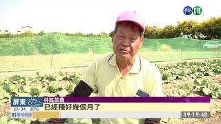 高麗菜供苗爆量 農糧署發簡訊:別搶種| 華視新聞 20200923