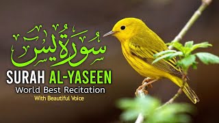 Surah Yasin (Yaseen) Full With Arabic | Beautiful Recitation | Yaseen Tilawat | Surah Al Yaseen