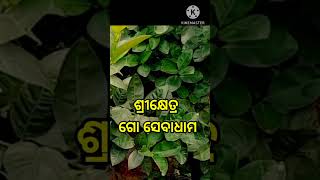 ଆପଣମାନେ କେବେ ଦେଖି ନଥିବେ।