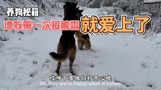 【艷陽天】旺旺第一次接觸雪就愛上了，簡直歡喜至極，撕咬，滾打，好不快樂#狗狗玩雪 #牧羊犬 #雪景 #雪景寫真