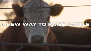 Reimagining The Way We Raise Beef Cattle