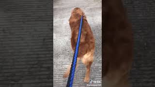 狗狗哈哈哈哈哈哈哈😂🐶