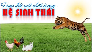 TRAO ĐỔI VẬT CHẤT TRONG HỆ SINH THÁI | SINH HỌC 12