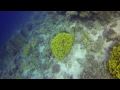 big siyul reef dive