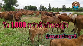 Ep.339 ชมบรรยากาศวัว 1,000 กว่าตัวกินหญ้า