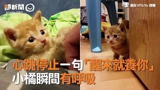 台中流浪小橘貓心跳停止 好心人一句「醒來就養你」 小貓瞬間有呼吸 | 寵物 | 浪浪