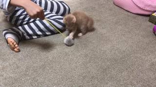 猫じゃらしの遊びが激しい子猫　　Kittens with severe play of cat's toys