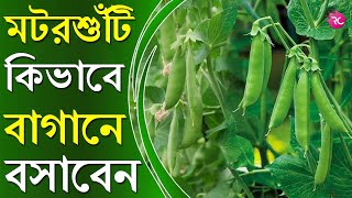 Farming Green Peas in Pots at Home - বাড়িতে টবে মটরশুঁটি চাষ  | RC Farming