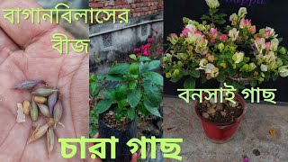 বাগানবিলাসের বীজ থেকে চারা তৈরি  পদ্ধতি | Bougainvillea  seedlings | seed garmination