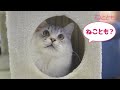 【ねこ漫画】【実録】200匹の猫が暮らす島はまるでパラダイス…⁉『ねこじまぐらし　1話』│ペット宣言