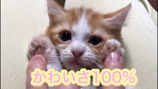 【子猫 マンチカン】抱っこしてムニムニした時の短足子猫が可愛すぎた