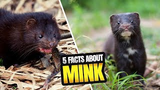 5 FASCINATING FACTS ABOUT MINKS: THE MISCHIEVOUS MUSTELIDS
