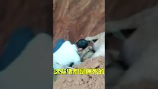 无良猪肉小贩偷偷卖猪瘟病死的猪，这要害死多少人呢？